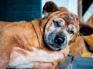 Old brown dog of the native Thai breed with a fungal infection on his head.