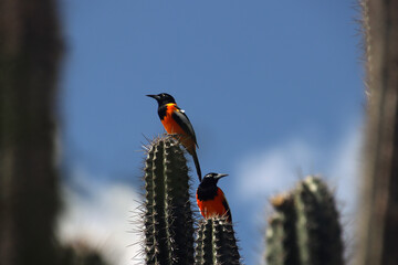 Venezuelan troupials (Icterus icterus) the national bird of Venezuela sitting on cacti (Bonaire Island, Caribbean Netherlands) - 767101007