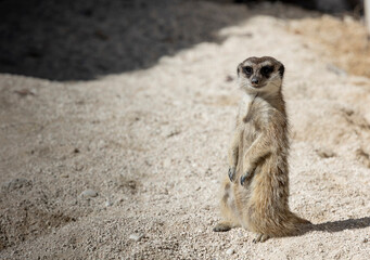 Fototapeta premium Meerkat standing on Sand, look straight