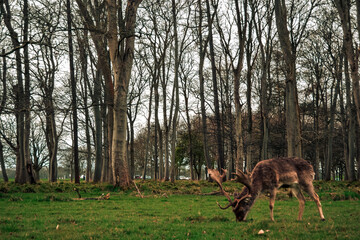 Deer in Phoenix Park Dublin Ireland