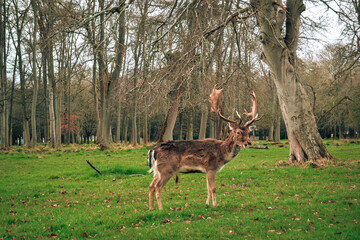 Deer in Phoenix Park Dublin Ireland