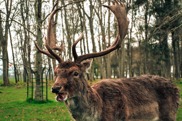 Deer in Phoenix Park Dublin Ireland