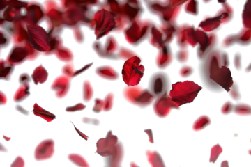 Blurry Rose Petals Floating on Air