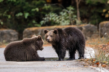 Two brown bears cubs playing in the water wildlife photography