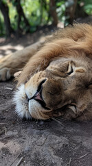 portrait of a lion sleeping in the afternoon 