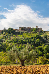 Fototapeta na wymiar Historic Italian town above green vineyards and olive trees in the heart of Italian Tuscany