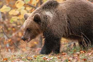 Beautiful brown bear in the forest during autumn wildlife photography