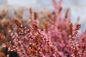 A close-up of vibrant heather against a bright background highlights its intense color and delicate...