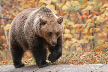 Beautiful brown bear in the forest during autumn wildlife photography