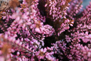 Vibrant heather against an elegant dark background in close-up forms a captivating and picturesque...