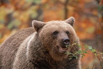 Amazing brown bear portrait in wilderness wildlife photography