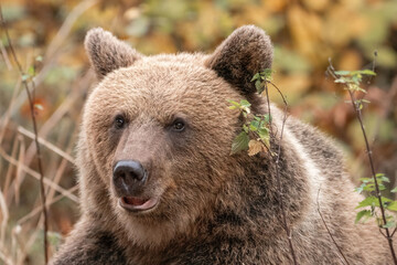 Amazing brown bear portrait in wilderness wildlife photography