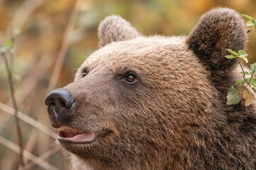 Amazing brown bear portrait in wilderness wildlife photography