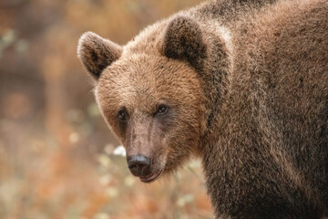 Amazing brown bear portrait in wilderness wildlife photography