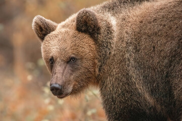 Amazing brown bear portrait in wilderness wildlife photography