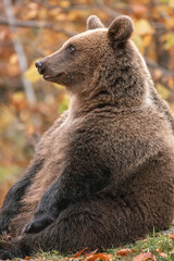 Beautiful brown bear in the forest during autumn wildlife photography