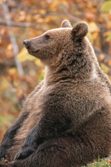 Obraz premium Beautiful brown bear in the forest during autumn wildlife photography