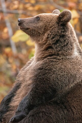 Beautiful brown bear in the forest during autumn wildlife photography