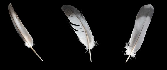 pigeon feather on black isolated background