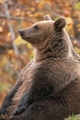 Beautiful brown bear in the forest during autumn wildlife photography