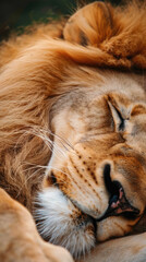 sleeping king of the jungle 