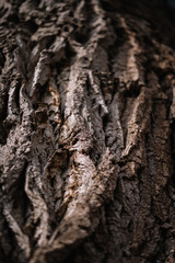 Makro Baum Natur Augsburg 2024