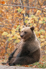 Beautiful brown bear in the forest during autumn wildlife photography