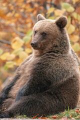 Beautiful brown bear in the forest during autumn wildlife photography