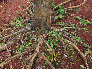 Tree roots emerge from the ground.