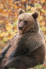 Beautiful brown bear in the forest during autumn wildlife photography