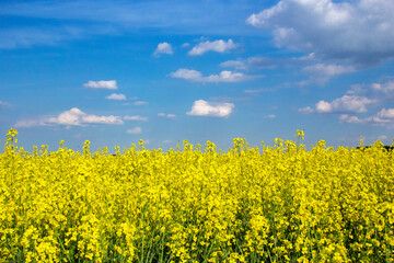 The yellow rapeseed field on a sunny summer day in Prague, Czech Republic