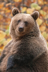 Beautiful brown bear in the forest during autumn wildlife photography