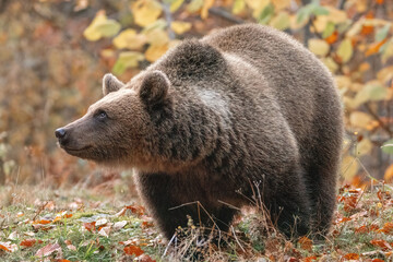 Beautiful brown bear in the forest during autumn wildlife photography