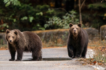 Two brown bears cubs playing in the water wildlife photography