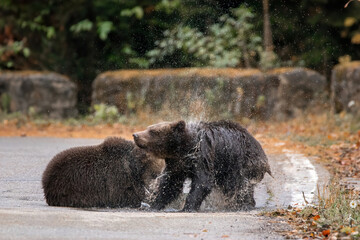 Two brown bears cubs playing in the water wildlife photography