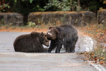 Two brown bears cubs playing in the water wildlife photography