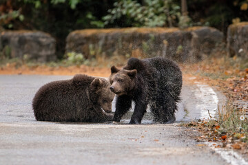 Two brown bears cubs playing in the water wildlife photography