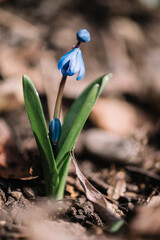 Macro Photography Augsburg Deutschland 2024