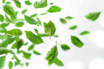 Blurry Leaves Suspended Mid-Air