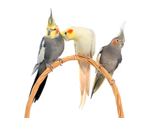 three cockatiel perching