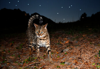 bengal cat in night