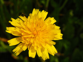 plant, nature, meadow, spring, petals, colors, natural, macro, c