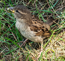 The sparrow feeds on bread on the ground