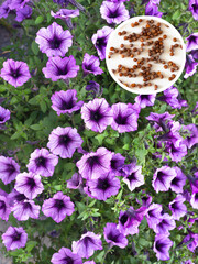 Close-up view of fresh purple blooming petunias and its seeds on summer day. Growing flowers on garden, dacha or city park. Gardening as hobby. Floral background. Flat lay, top view, collage