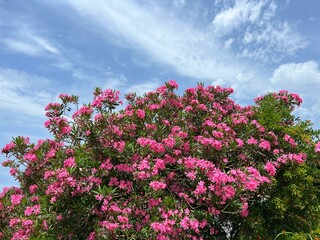 Oleander nerium bush with pink flowers.