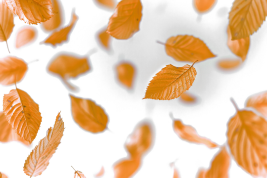 Flying Blurry Leaves on Transparent