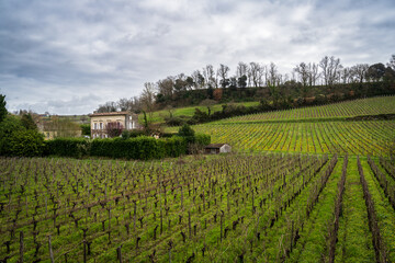 A Vineyard in Saint-Emilion