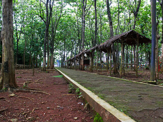 Straight road in the city forest with several cottages beside it.