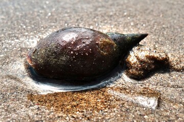 A water snail on a sandy shore