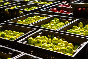 Fresh Green and Red Apples Sorted in Black Bins at an Outdoor Market During Daytime